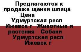 Предлагаются к продаже щенки шпица › Цена ­ 25 000 - Удмуртская респ., Ижевск г. Животные и растения » Собаки   . Удмуртская респ.,Ижевск г.